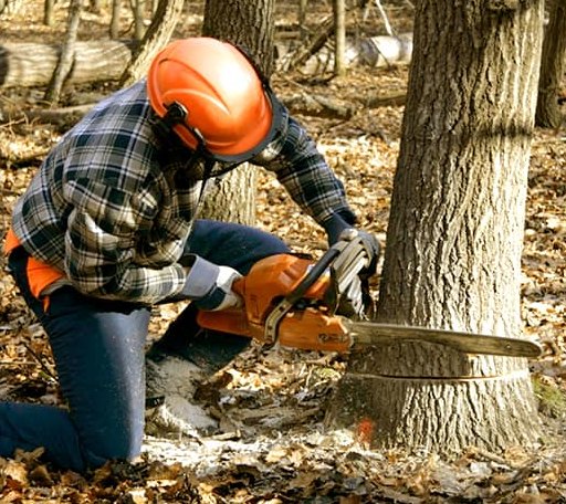 Tree Removal in Lenapah, OK